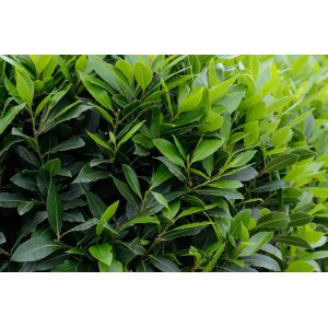 Vavrín pravý - Laurus nobilis (bobkový list) - výška 20-30 cm, kont. C2L